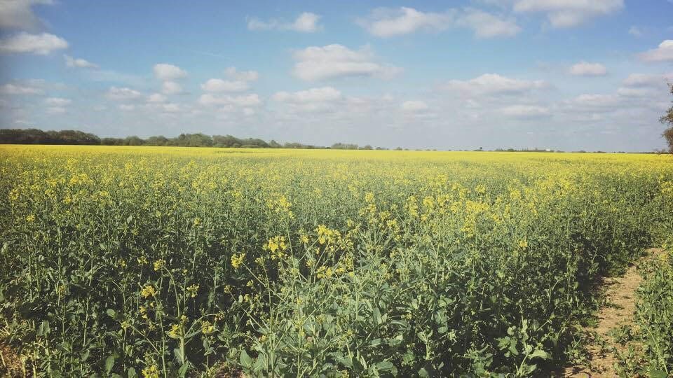 rape field easton park