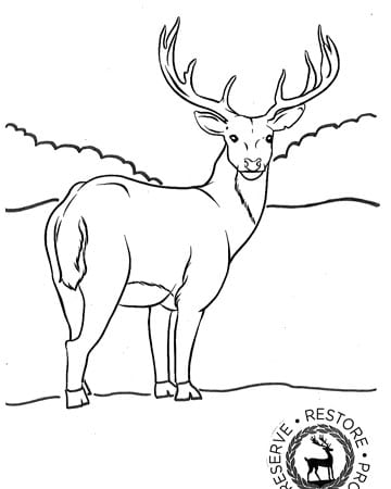 stag image