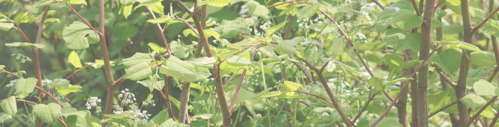 Image of Japanese Knotweed for The importance of accurate replies in conveyancing transactions – Downing v Henderson (2023) blog