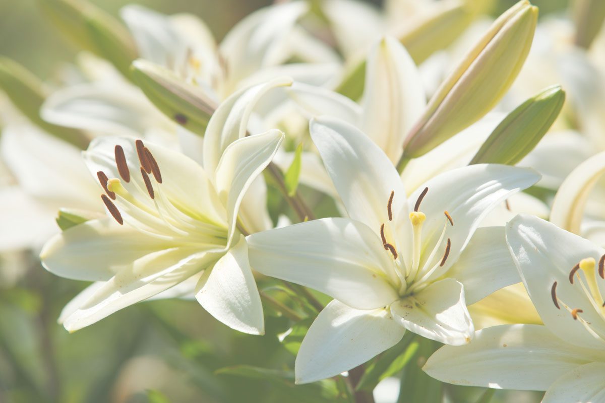 White lilies image for who can make funeral arrangements blog