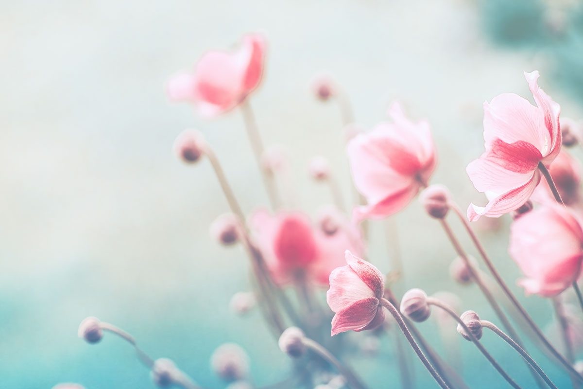 Pink flowers image for debunking probate myths and understanding the probate process blog