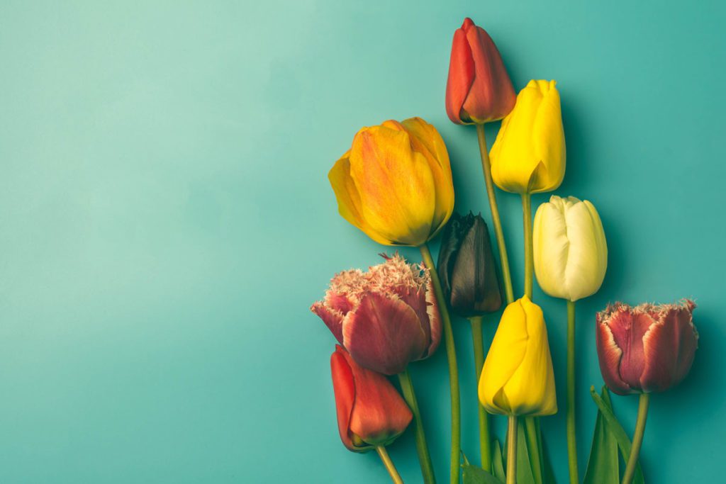 Image of tulips for What to do when a loved one dies blog